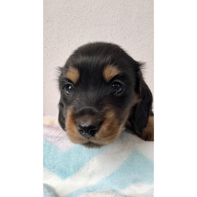 販売中の沖縄県のミニチュアダックスフンド(ロングヘアード)-445444の8枚目