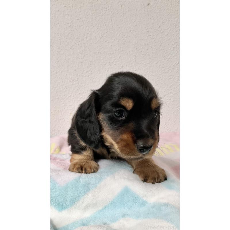 販売中の沖縄県のミニチュアダックスフンド(ロングヘアード)-445444の7枚目