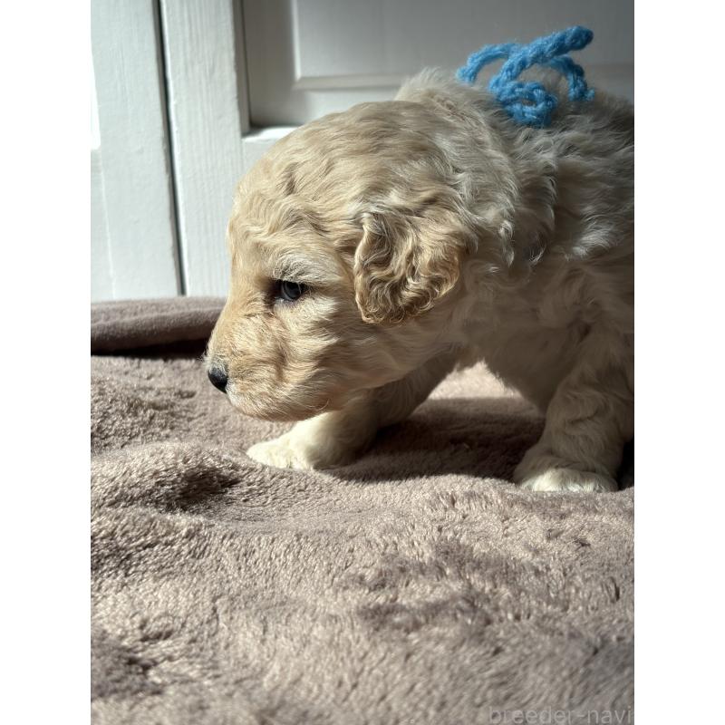 成約済の東京都のミディアムプードル-446049の2枚目