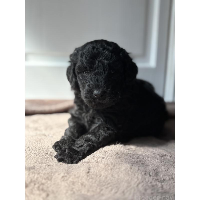 販売中の東京都のミディアムプードル-446047の5枚目