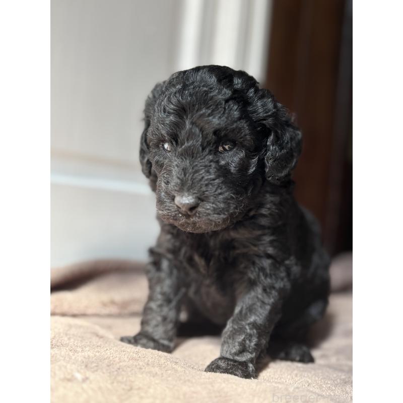 販売中の東京都のミディアムプードル-446047の4枚目