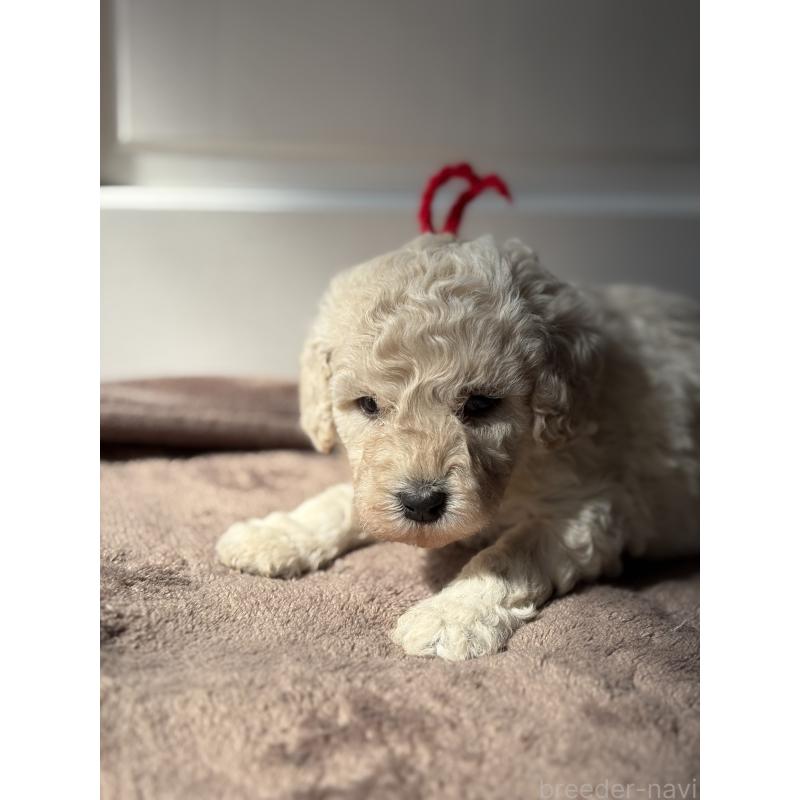 販売中の東京都のミディアムプードル-446041の8枚目