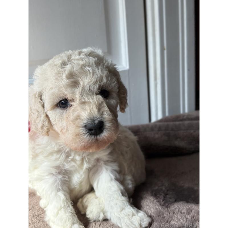 販売中の東京都のミディアムプードル-446041の7枚目