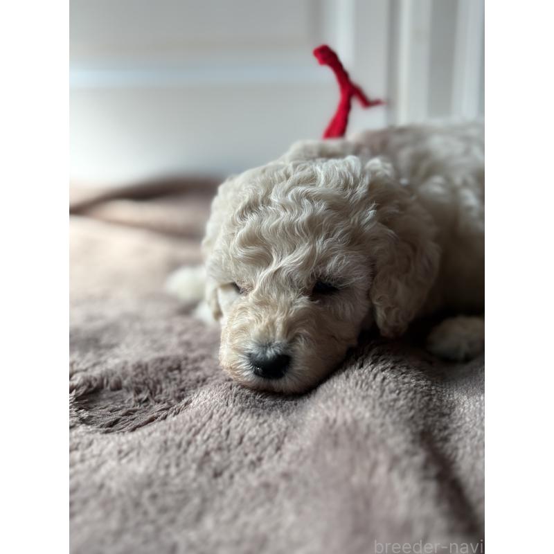 販売中の東京都のミディアムプードル-446041の6枚目