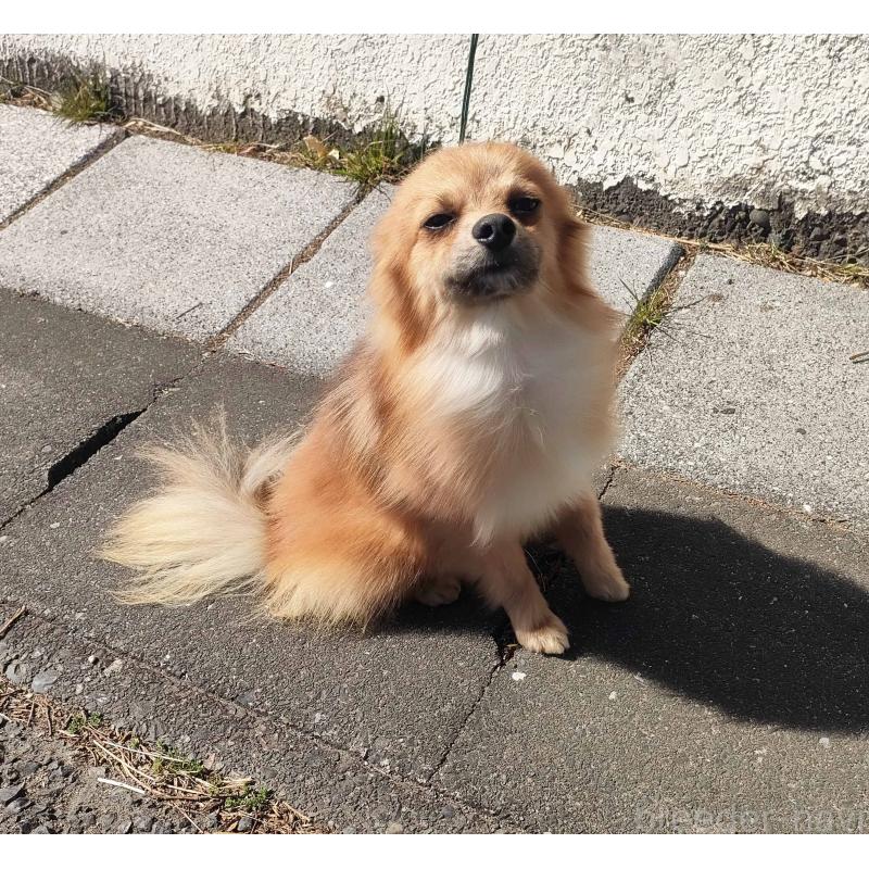 販売中の群馬県のポメチワ:ポメラニアン×チワワ-363838の4枚目