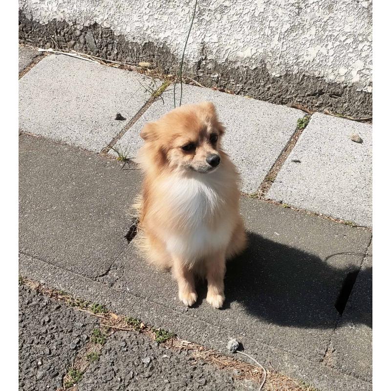 販売中の群馬県のポメチワ:ポメラニアン×チワワ-363838の3枚目