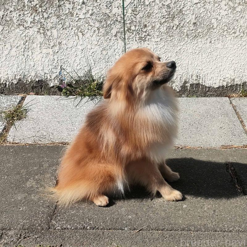 販売中の群馬県のポメチワ:ポメラニアン×チワワ-363838の2枚目