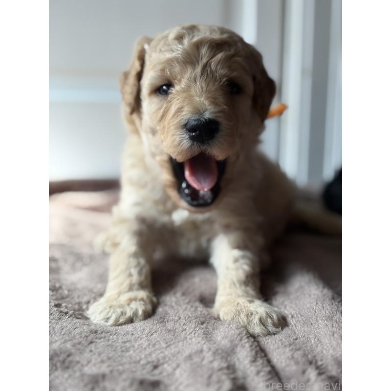 成約済の東京都のミディアムプードル-446039の3枚目