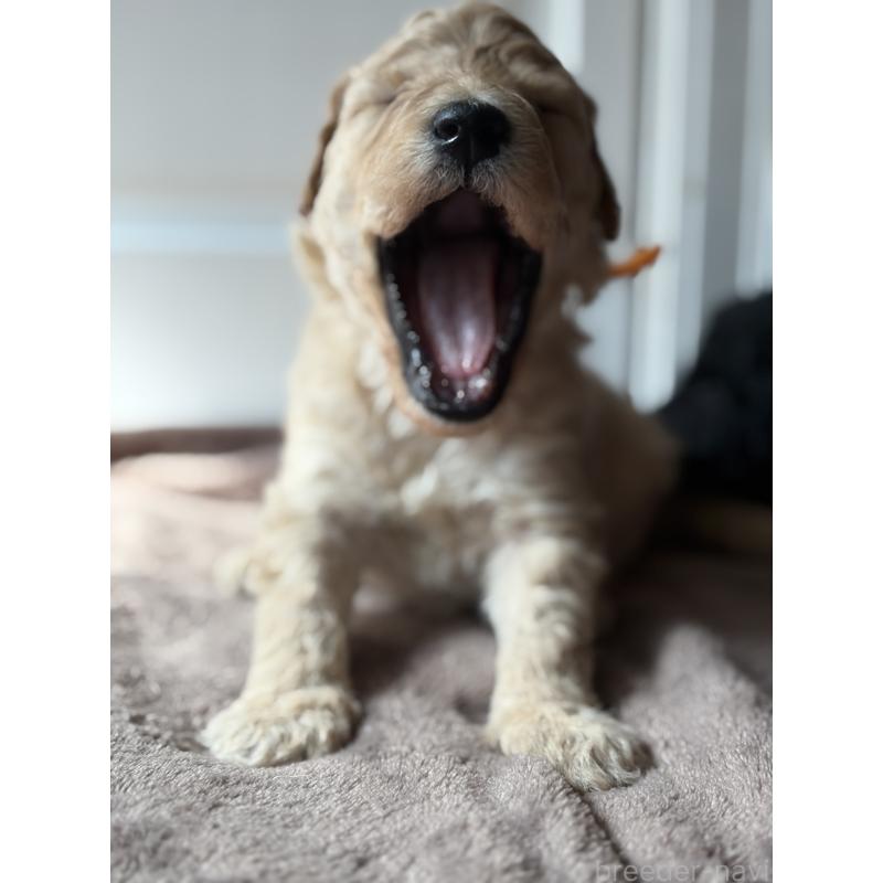 成約済の東京都のミディアムプードル-446039の2枚目