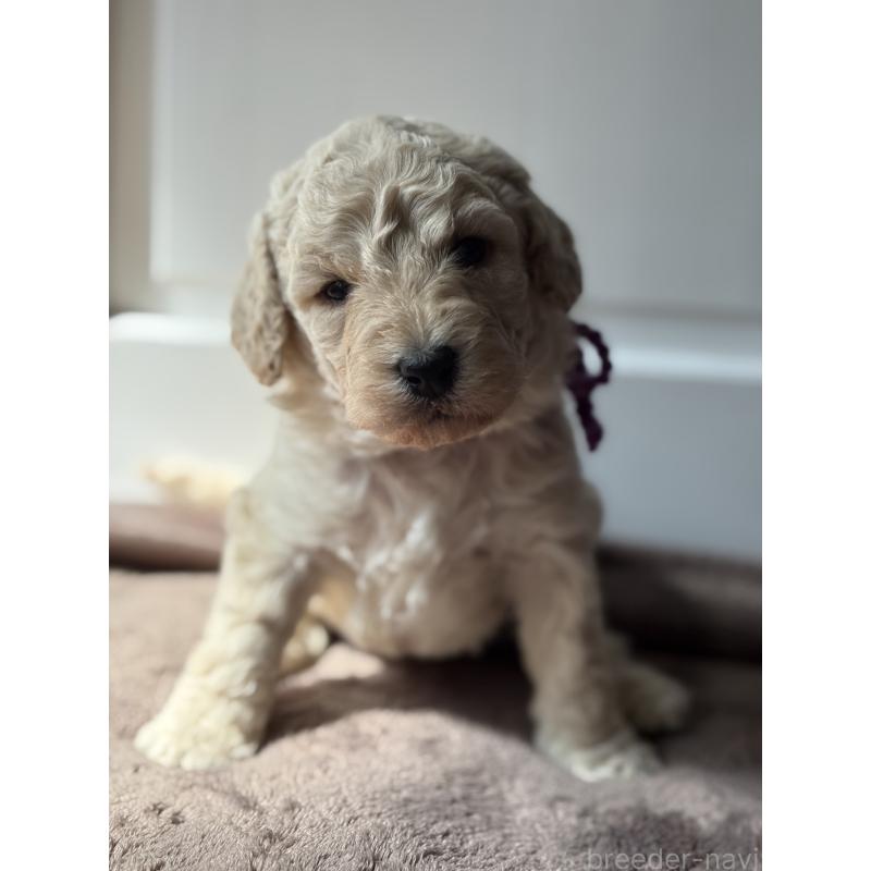 成約済の東京都のミディアムプードル-446043の4枚目