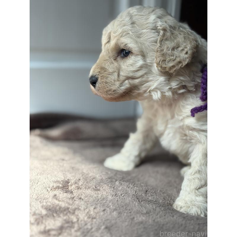 成約済の東京都のミディアムプードル-446043の3枚目