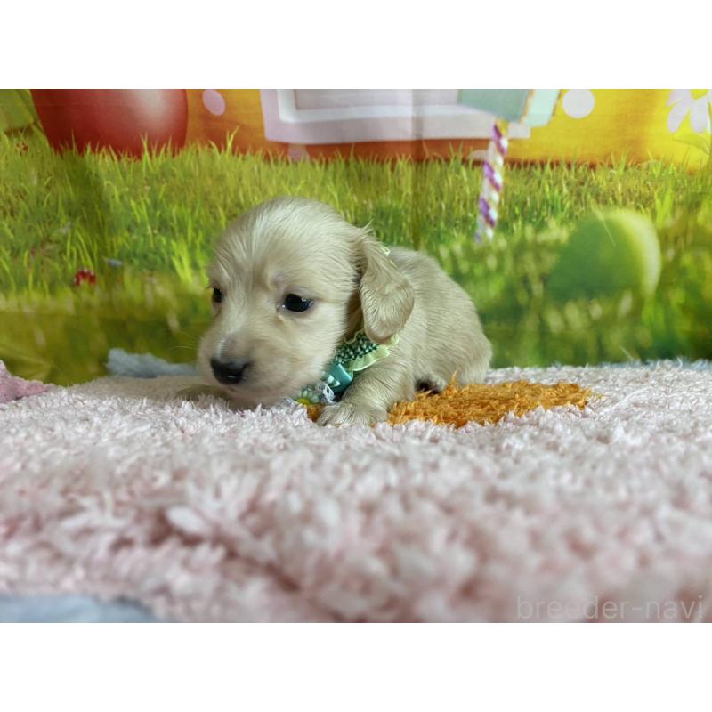 成約済の神奈川県のミニチュアダックスフンド(ロングヘアード)-446620の13枚目