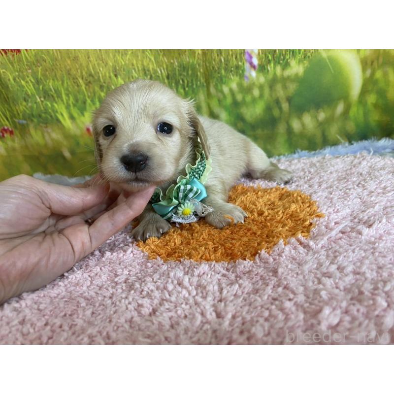 成約済の神奈川県のミニチュアダックスフンド(ロングヘアード)-446620の12枚目