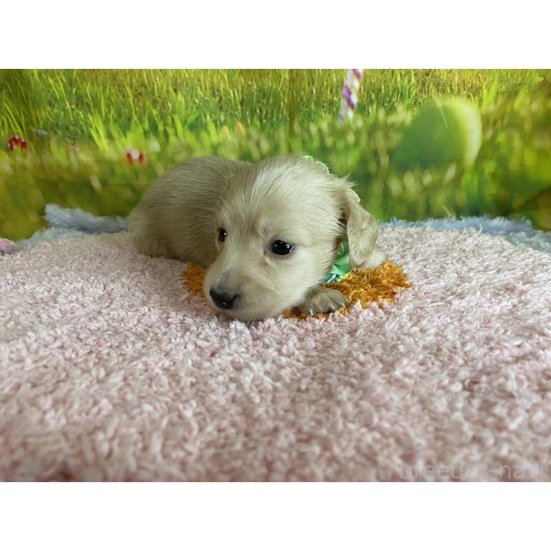 成約済の神奈川県のミニチュアダックスフンド(ロングヘアード)-446620の11枚目