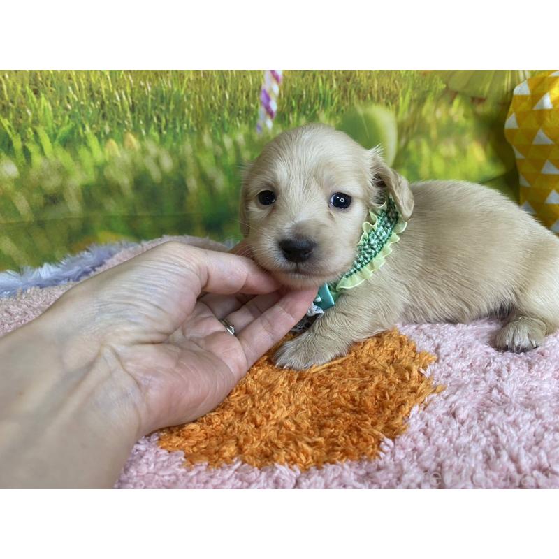 成約済の神奈川県のミニチュアダックスフンド(ロングヘアード)-446620の10枚目