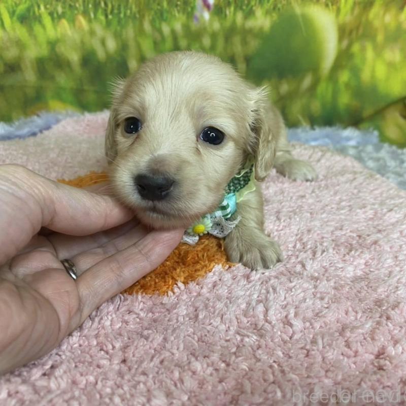 成約済の神奈川県のミニチュアダックスフンド(ロングヘアード)-446620の9枚目