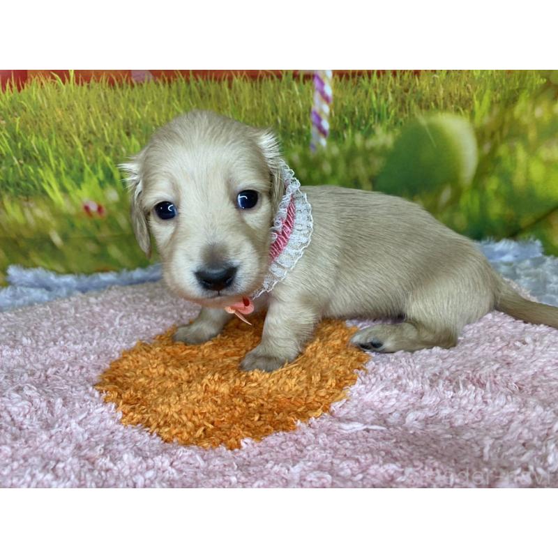 成約済の神奈川県のミニチュアダックスフンド(ロングヘアード)-446618の13枚目