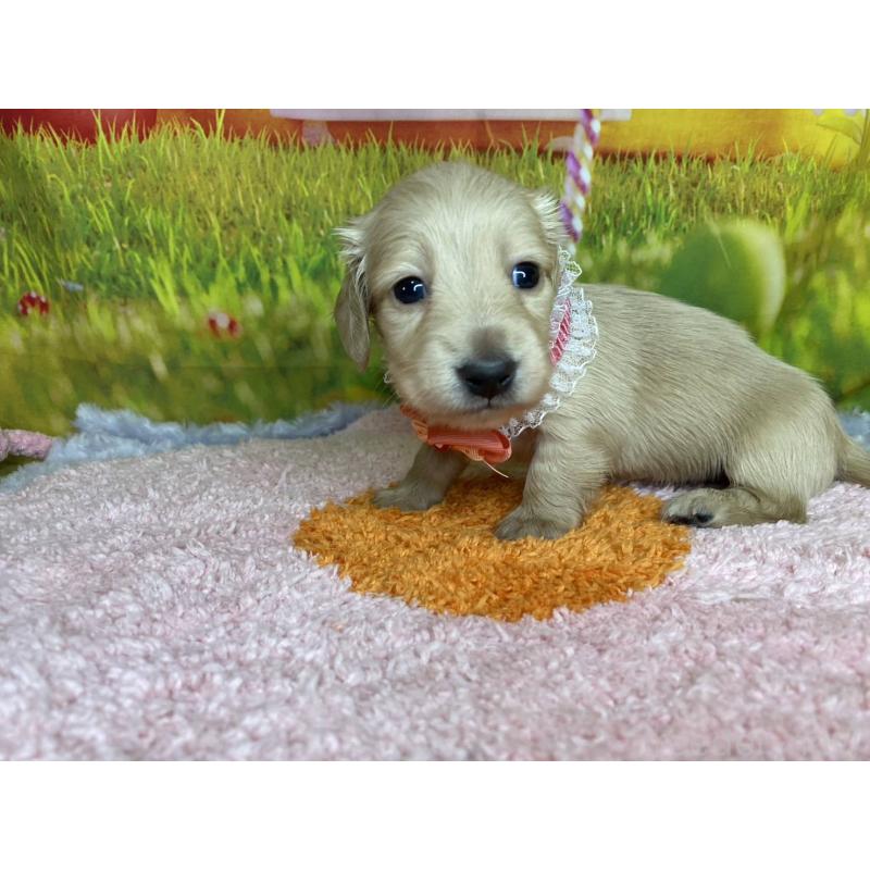 成約済の神奈川県のミニチュアダックスフンド(ロングヘアード)-446618の12枚目