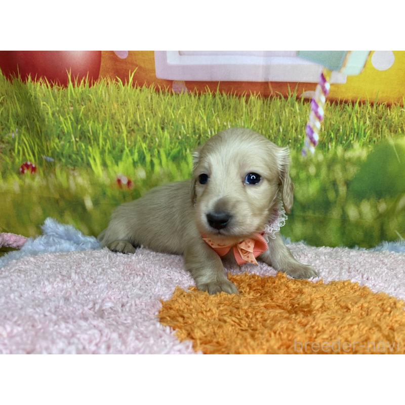 成約済の神奈川県のミニチュアダックスフンド(ロングヘアード)-446618の11枚目