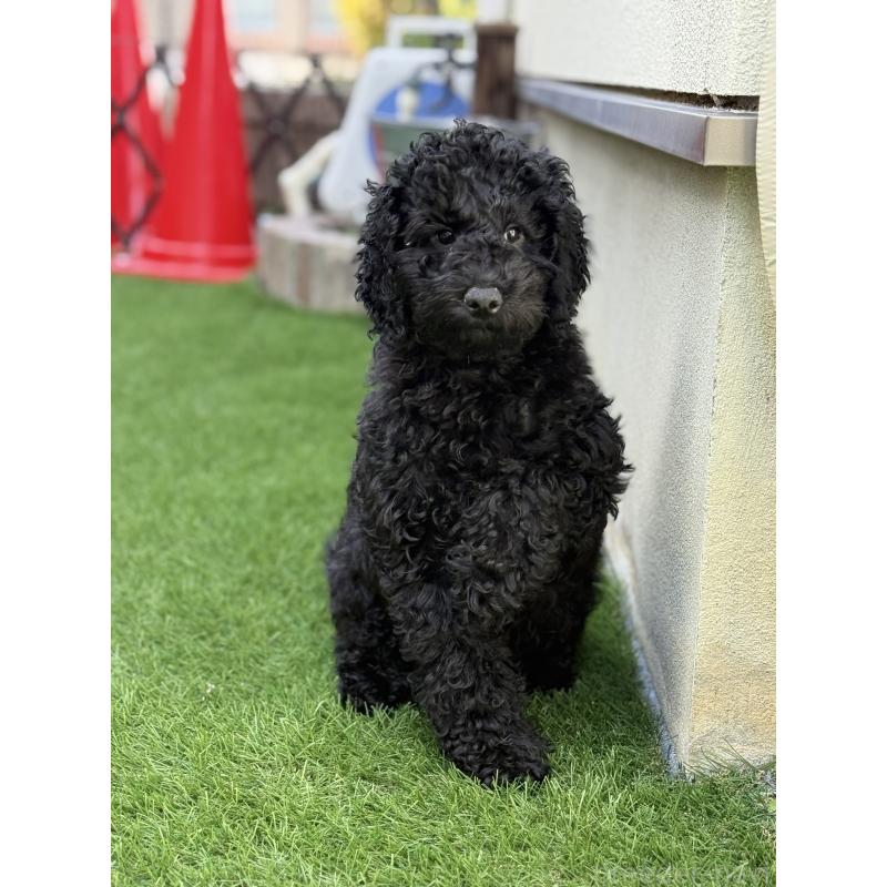 販売中の大阪府のラブラドゥードル:ラブラドールレトリーバー×プードル-427923の4枚目