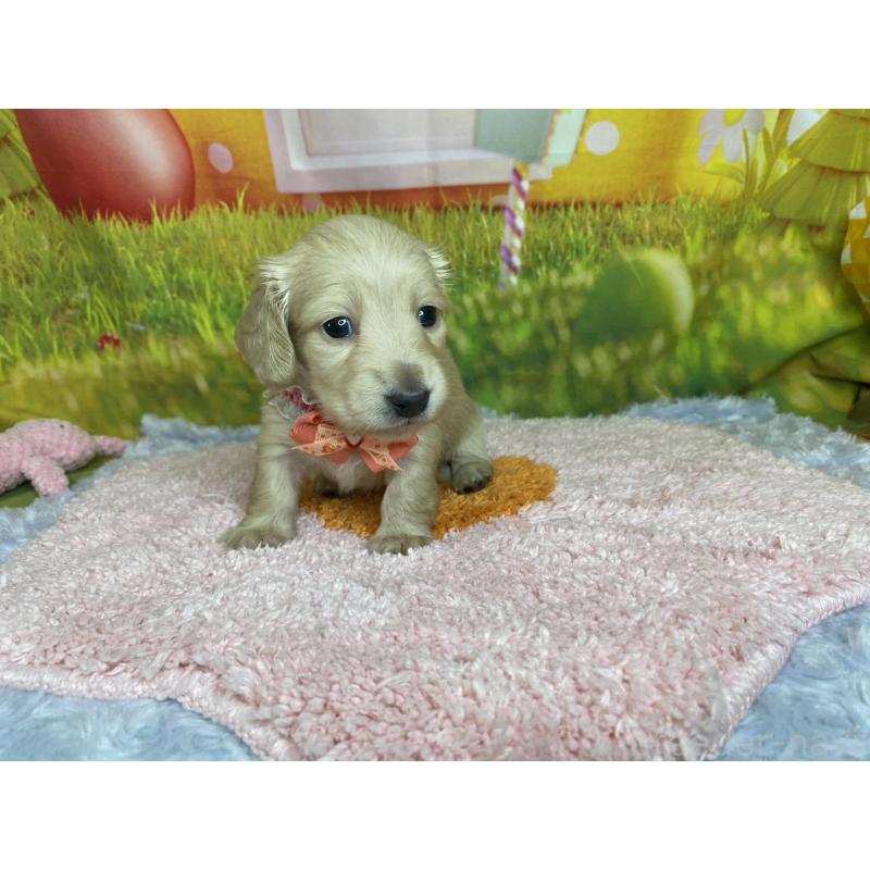 成約済の神奈川県のミニチュアダックスフンド(ロングヘアード)-446618の10枚目