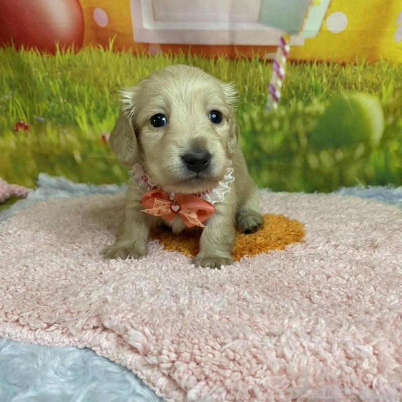 成約済の神奈川県のミニチュアダックスフンド(ロングヘアード)-446618の9枚目