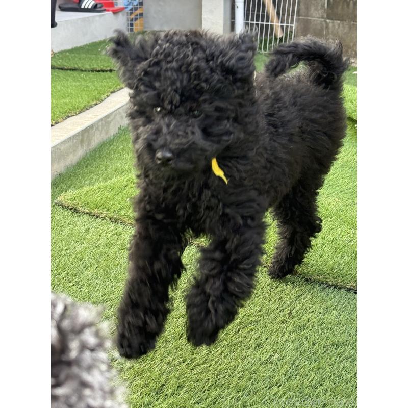 販売中の大阪府のラブラドゥードル:ラブラドールレトリーバー×プードル-427925の5枚目