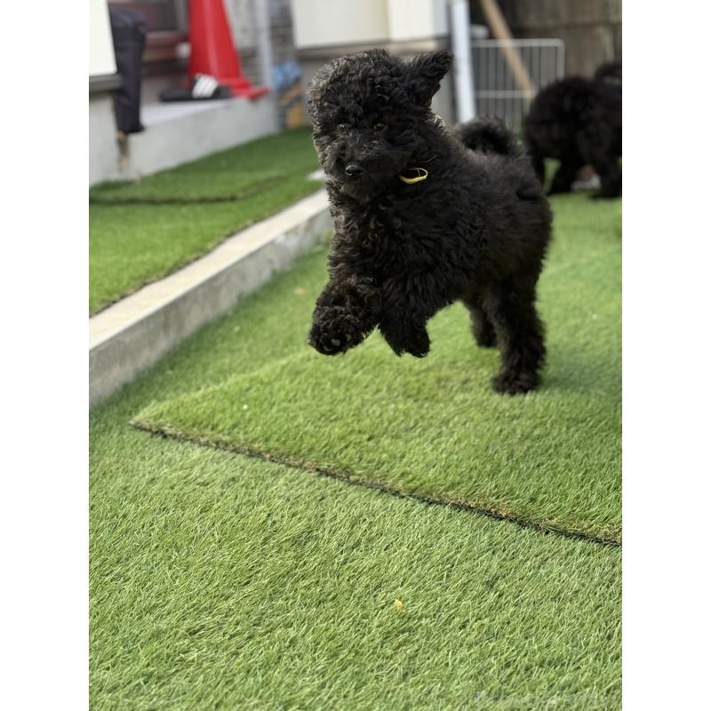 販売中の大阪府のラブラドゥードル:ラブラドールレトリーバー×プードル-427925の4枚目