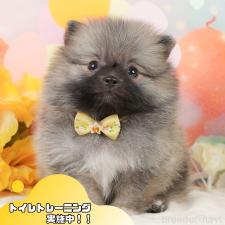 ♀︎ポメラニアン