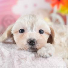 ♀︎マルプー:マルチーズ×トイプードル