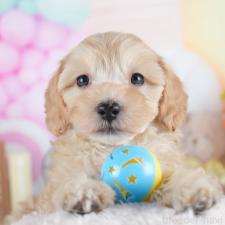 ♀︎マルプー:マルチーズ×トイプードル