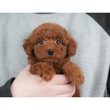 オンライン見学