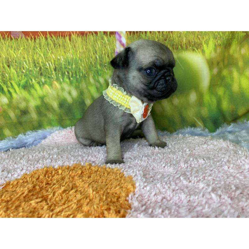 販売中の神奈川県のパグ-446606の11枚目