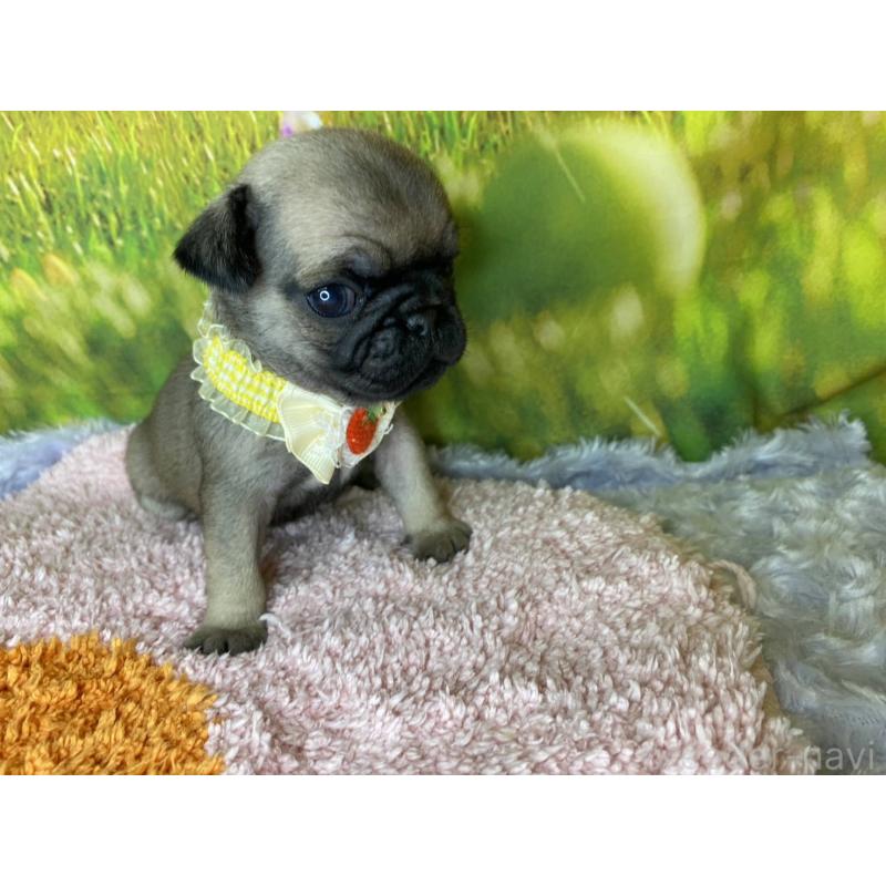 販売中の神奈川県のパグ-446606の9枚目