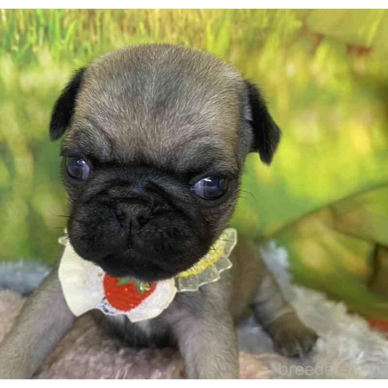 販売中の神奈川県のパグ-446606の10枚目