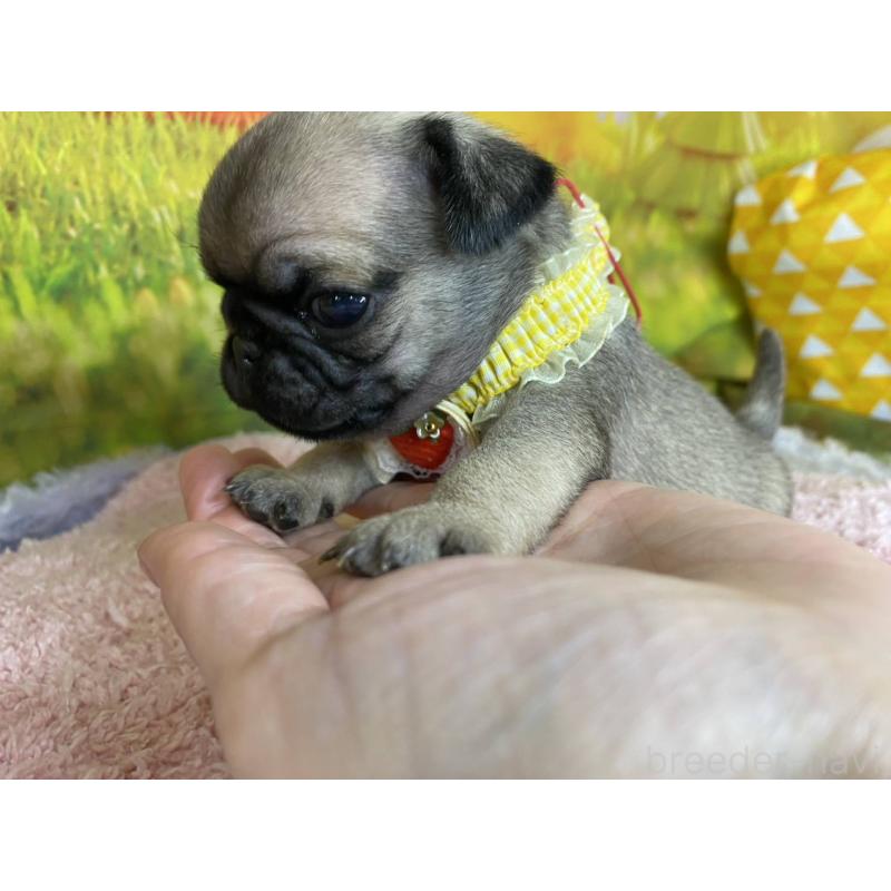 販売中の神奈川県のパグ-446606の8枚目