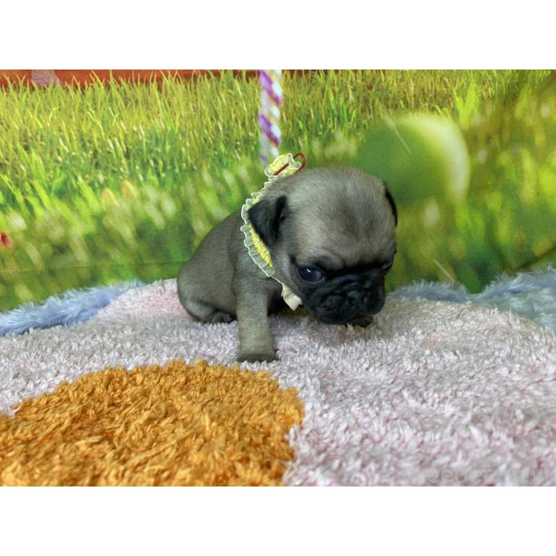 販売中の神奈川県のパグ-446606の7枚目