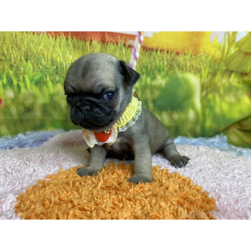 販売中の神奈川県のパグ-446606の6枚目