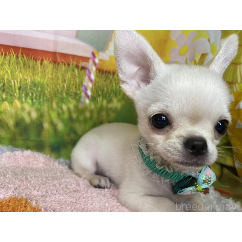 販売中の神奈川県のチワワ(スムースコート)-433293の4枚目