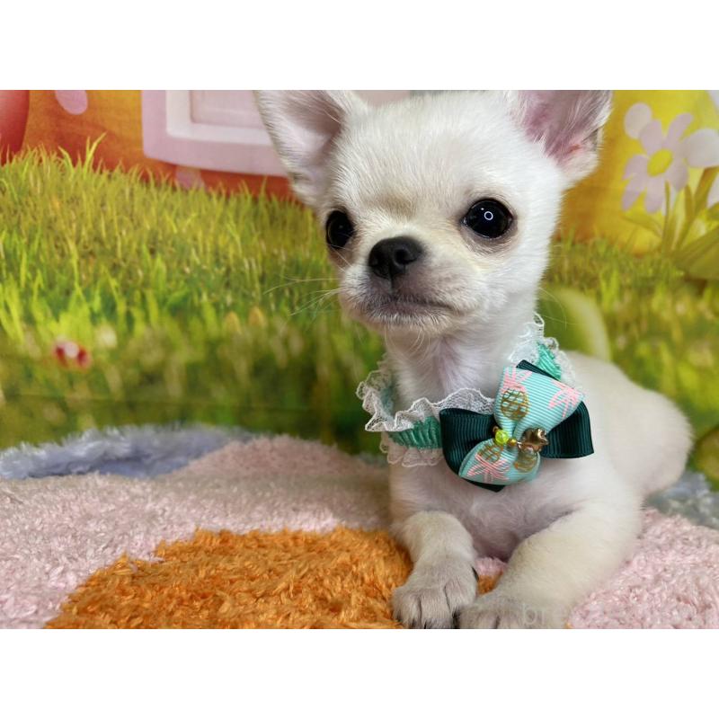 販売中の神奈川県のチワワ(スムースコート)-433293の3枚目