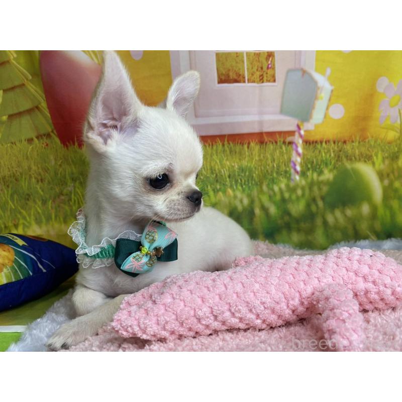 販売中の神奈川県のチワワ(スムースコート)-433293の2枚目