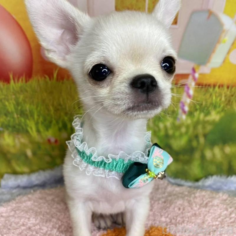 販売中の神奈川県のチワワ(スムースコート)-433293