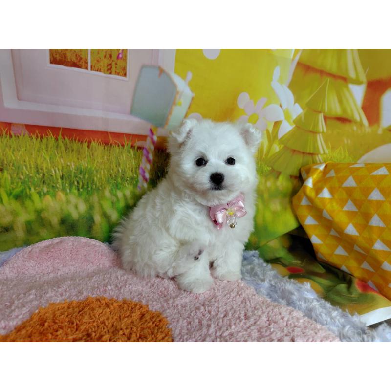 販売中の神奈川県のマルプー:マルチーズ×トイプードル-442195の10枚目