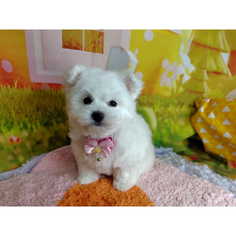 販売中の神奈川県のマルプー:マルチーズ×トイプードル-442195の9枚目