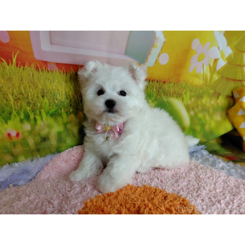 販売中の神奈川県のマルプー:マルチーズ×トイプードル-442195の8枚目