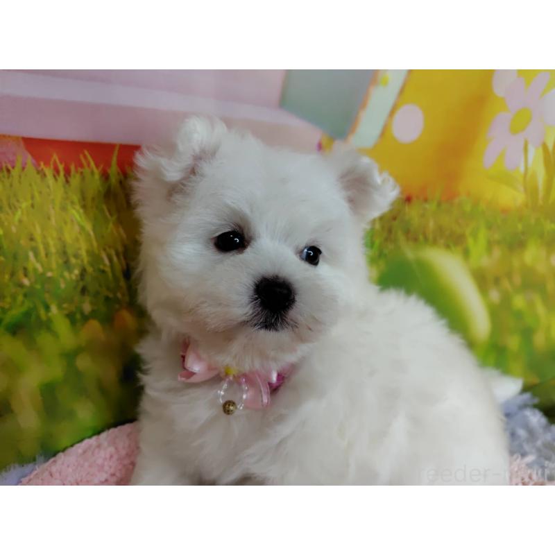 販売中の神奈川県のマルプー:マルチーズ×トイプードル-442195の7枚目