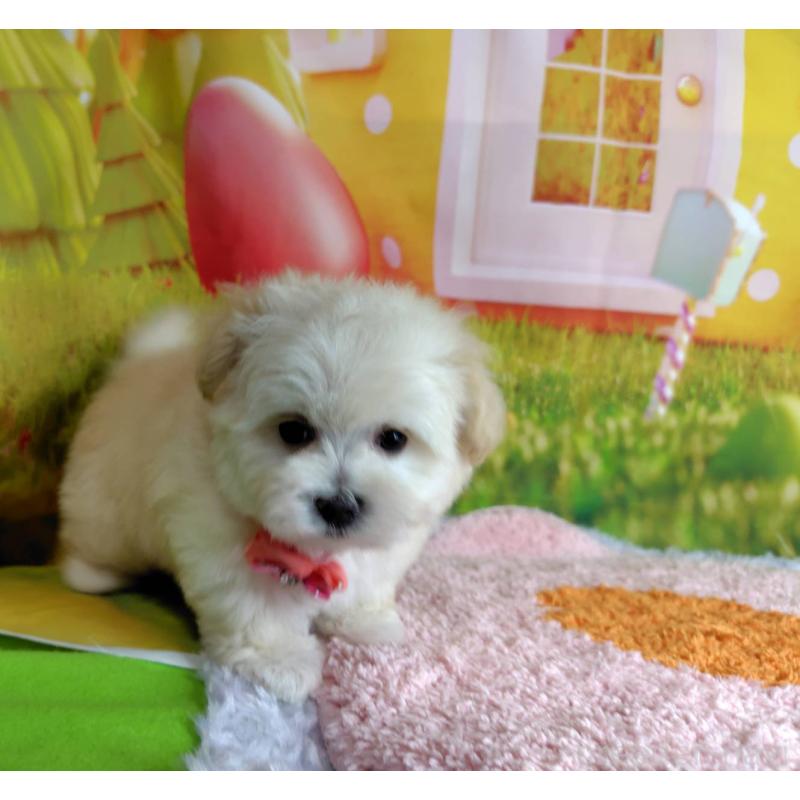 成約済の神奈川県のマルプー:マルチーズ×トイプードル-442177の6枚目