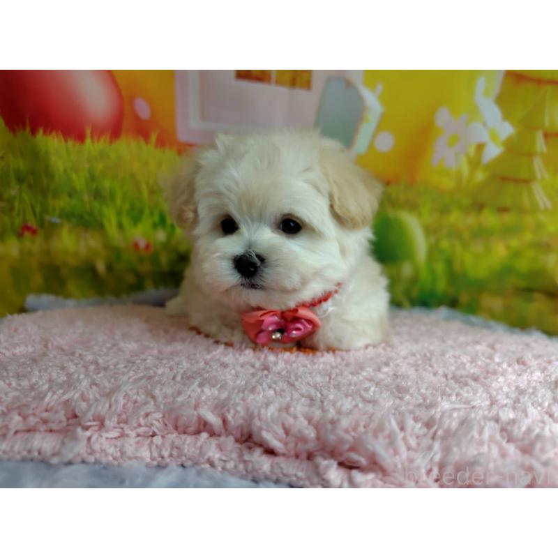 成約済の神奈川県のマルプー:マルチーズ×トイプードル-442177の5枚目