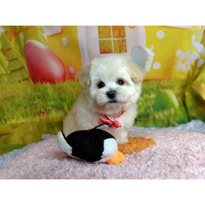 成約済の神奈川県のマルプー:マルチーズ×トイプードル-442177の4枚目