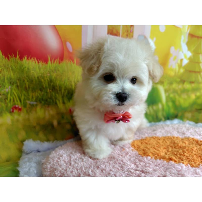 成約済の神奈川県のマルプー:マルチーズ×トイプードル-442177の2枚目